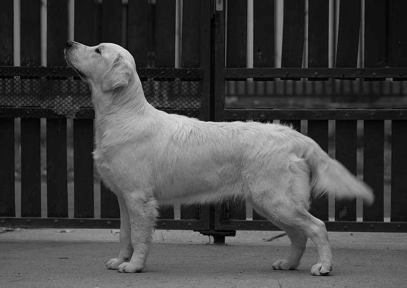 Aureate Dark's Dragon's Blood