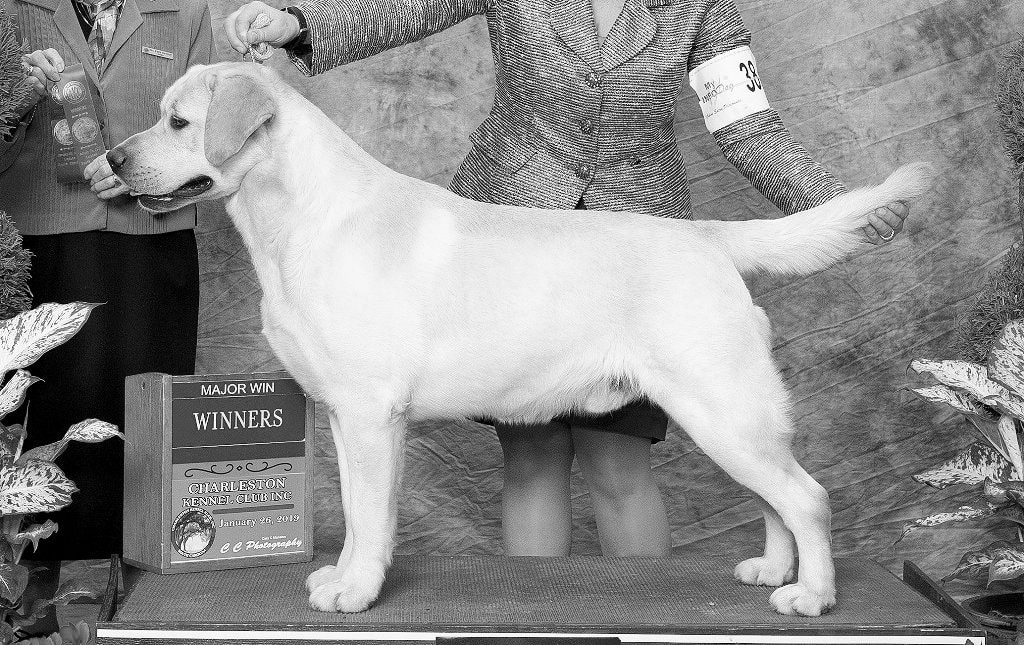 Gloomthorn Nighthowl