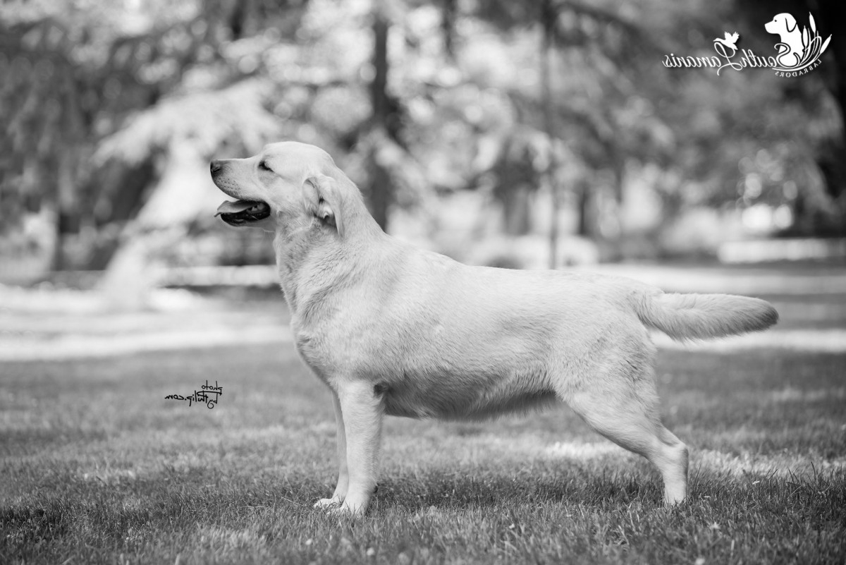 Coldspire Winterbloom