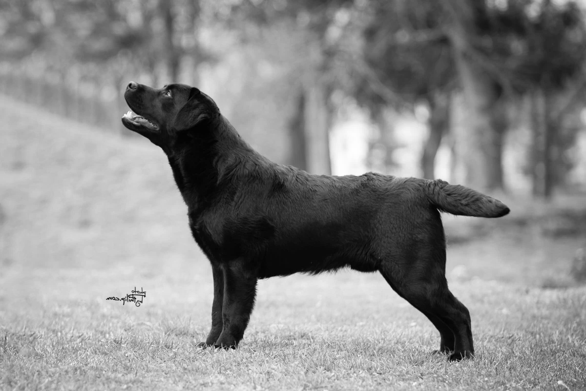 Owl Eye's Noble Noxen