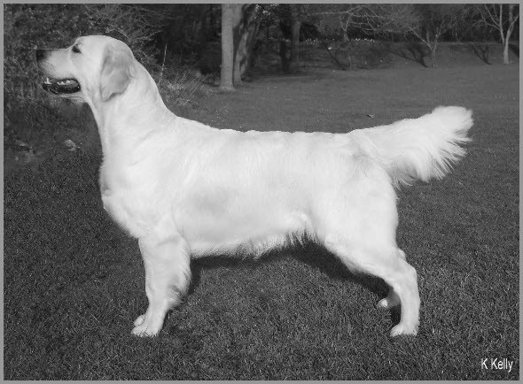 Hunajavirran Surinan Sonetti