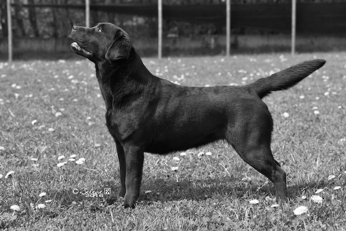 Mystravalon Ethereal Drifthymn